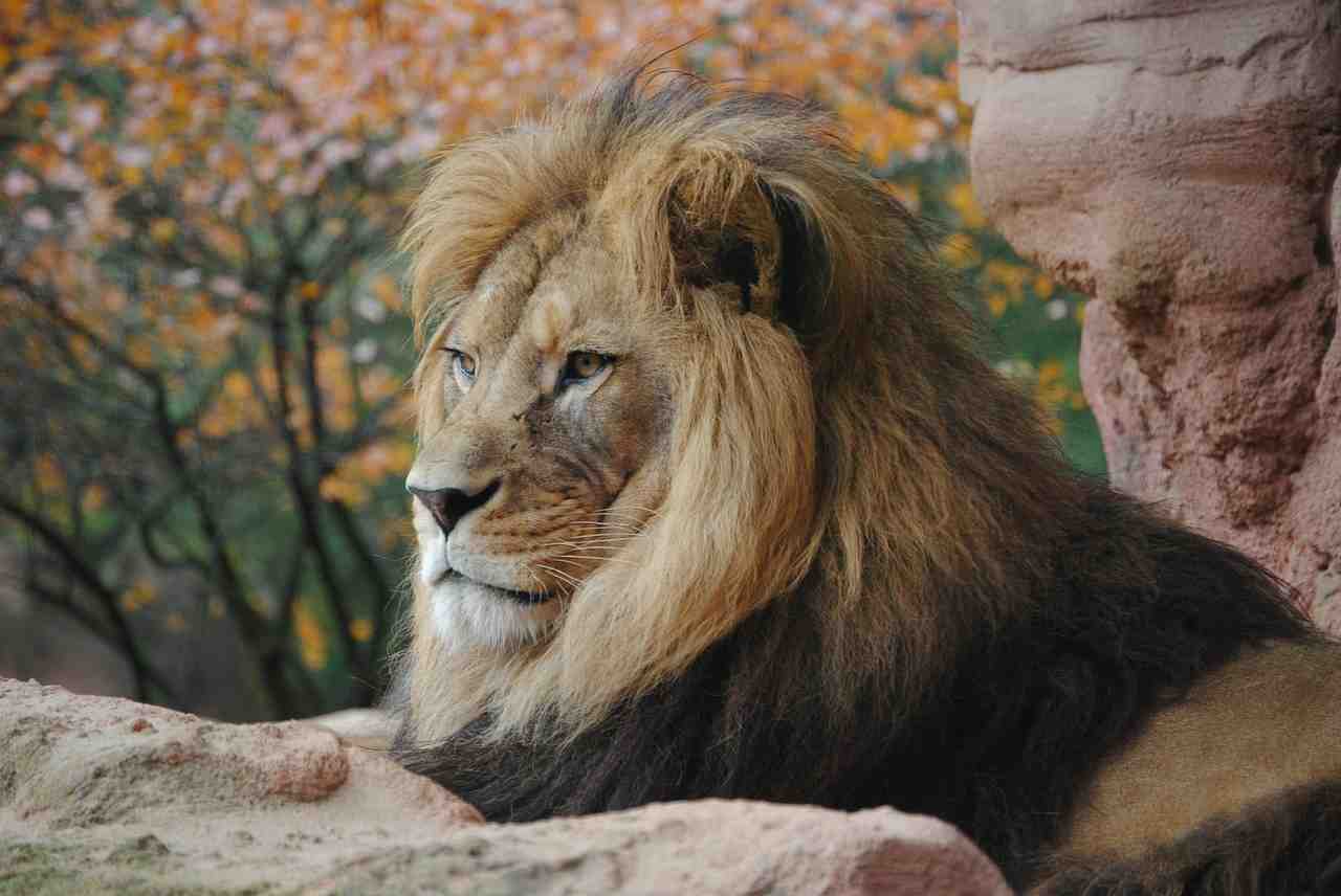 lion, r, animal sauvage